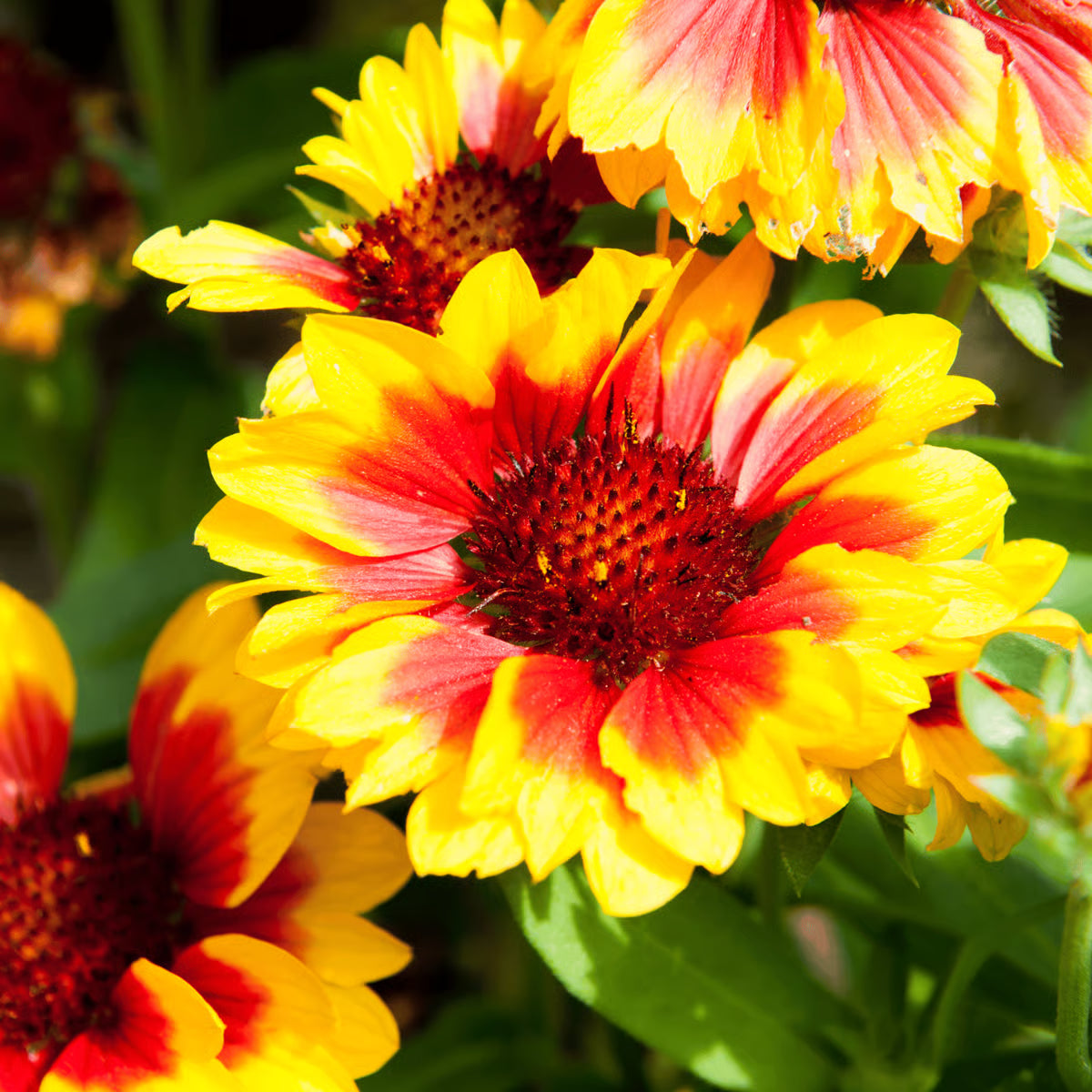 Mixed Rudbeckia Flower seeds for Planting Compact Growth, Heirloom & GMO Free Seeds for Home Garden seeds for planting