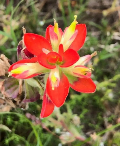 Castilleja Indivisa Flower seeds for Planting, Easy to Grow Heirloom & GMO Free Seeds for Home Garden