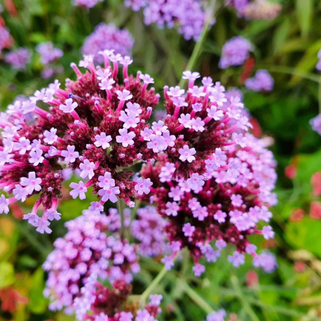 Verbena Flower seeds for Planting Garden Favorite Heirloom & GMO Free Seeds for Home Garden vegetable and garden seeds