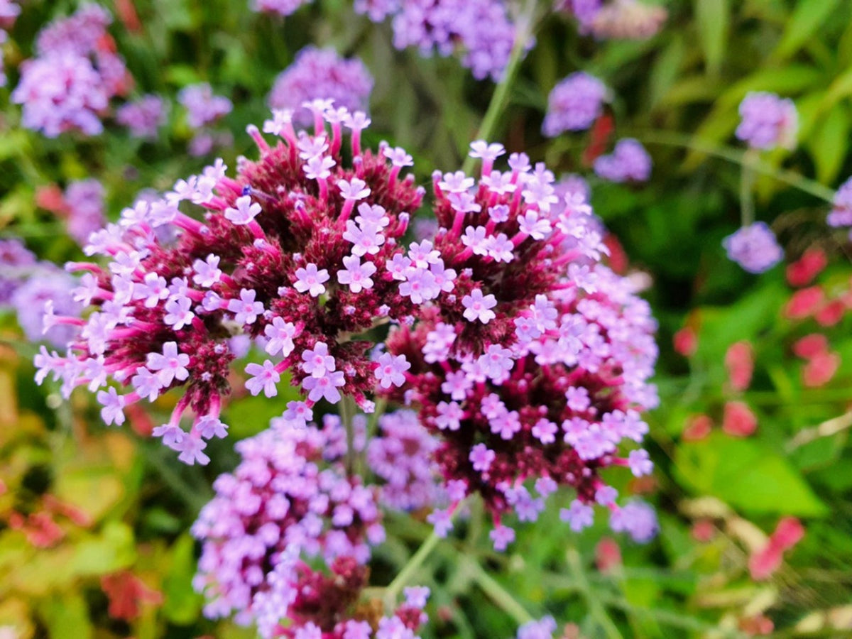 Verbena Flower seeds for Planting Hardy Variety Heirloom & GMO Free Seeds for Home Garden