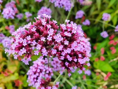 Heirloom Verbena Flower seeds for Planting Low Maintenance Heirloom & GMO Free Seeds for Home Garden