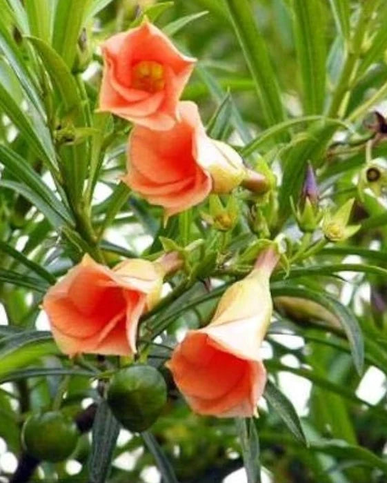 Yellow Alpine Bottlebrush Flower seeds for Planting Hardy Variety, Heirloom & GMO Free Seeds for Home Garden vegetable and garden seeds
