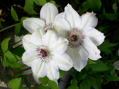 Heirloom Virginsbower Flower seeds for Planting Hardy Variety Heirloom & GMO Free Seeds for Home Garden
