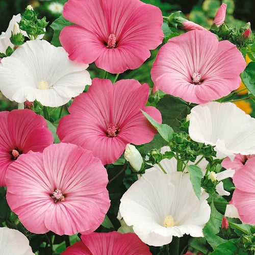 Mixed Rose Mallow Flower seeds for Planting Colorful Display, Heirloom & GMO Free Seeds for Home Garden vegetable and garden seeds