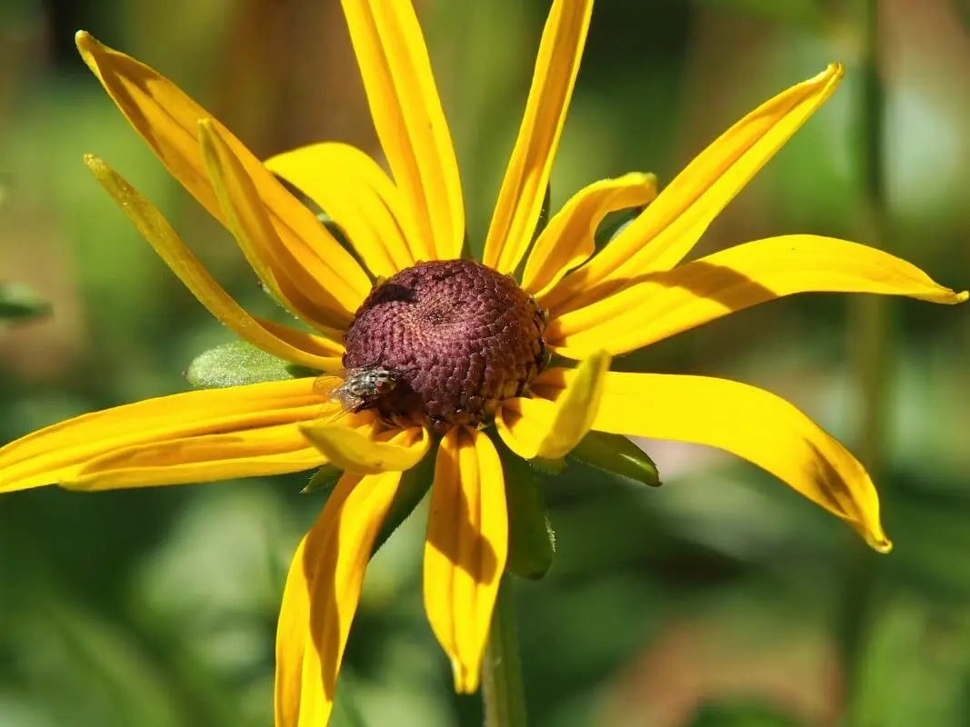 Fulgida Flower seeds for Planting Colorful Display Heirloom & GMO Free Seeds for Home Garden