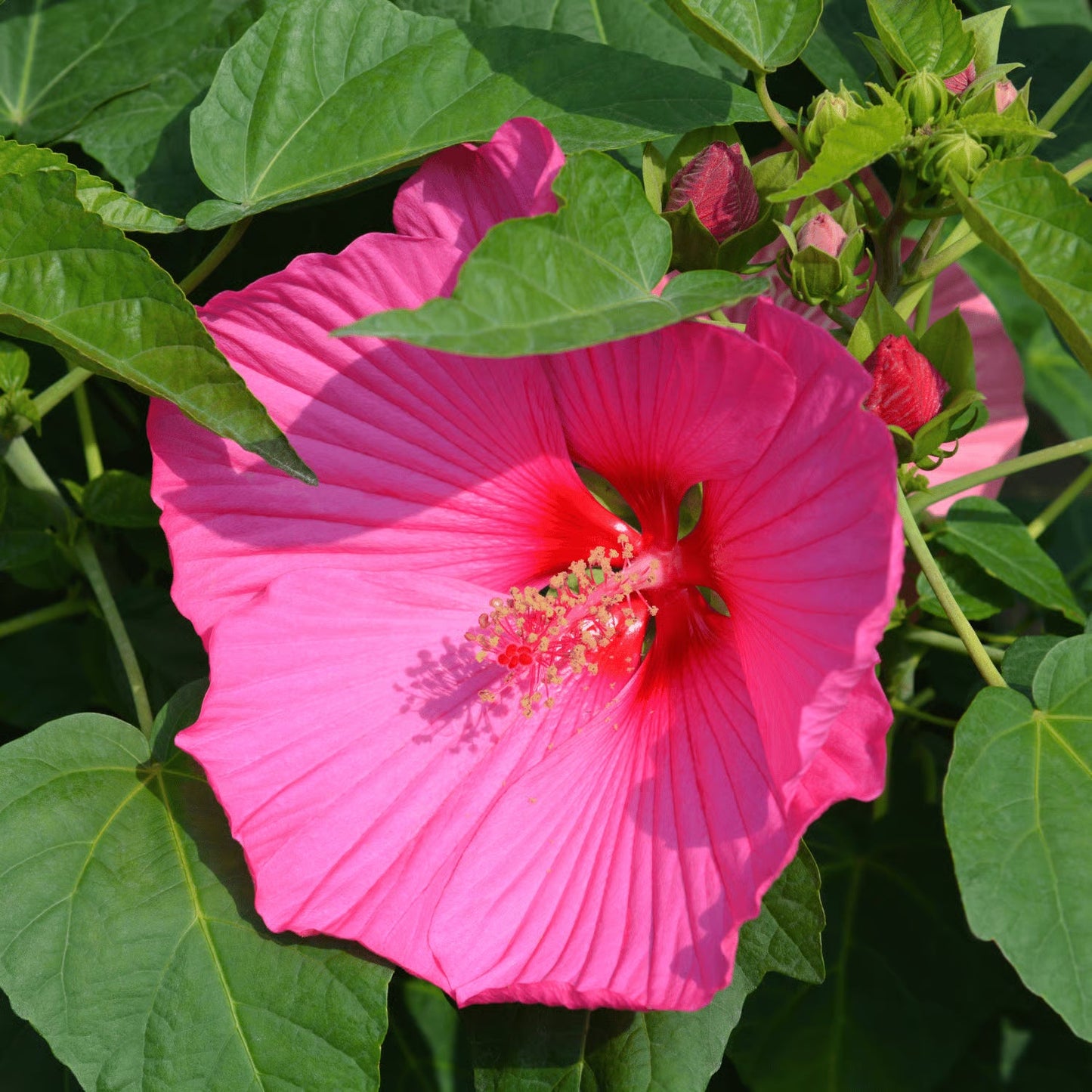 Mix Hibiscus Luna Flower seeds for Planting Cut Flower Favorite Heirloom & GMO Free Seeds for Home Garden