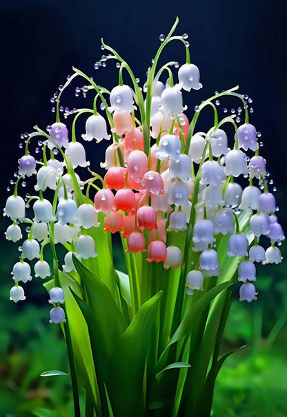 Bell Orchid Flower seeds for Planting - Perfect for Borders, Heirloom & GMO Free Seeds for Home Garden