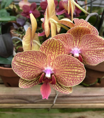 Green Brown Phalaenopsis Orchid Flower seeds for Planting Hardy Variety Heirloom & GMO Free Seeds for Home Garden