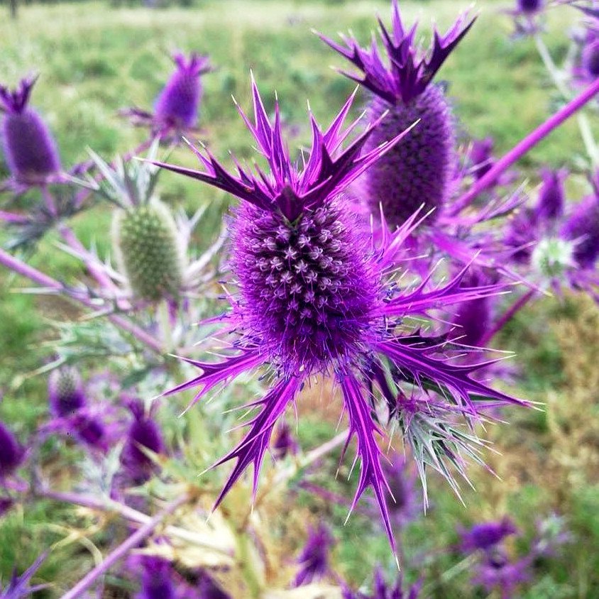 Purple Eryngo Flower seeds for Planting Easy to Grow, Heirloom & GMO Free Seeds for Home Garden vegetable and garden seeds