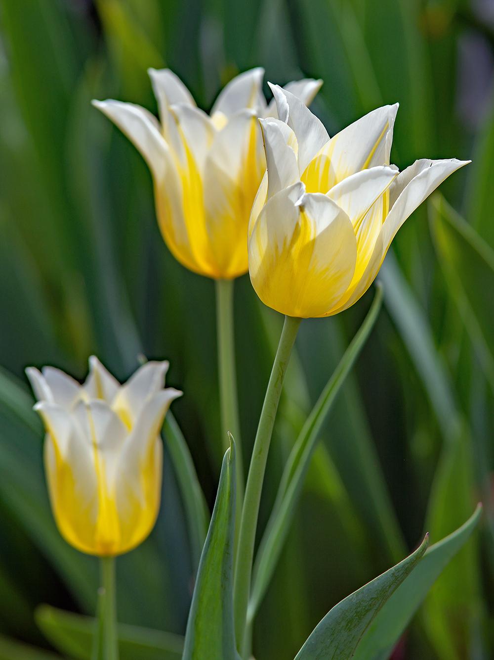 Yellow White Tulip Flower seeds for Planting Shade Tolerant, Heirloom & GMO Free Seeds for Home Garden vegetable and garden seeds