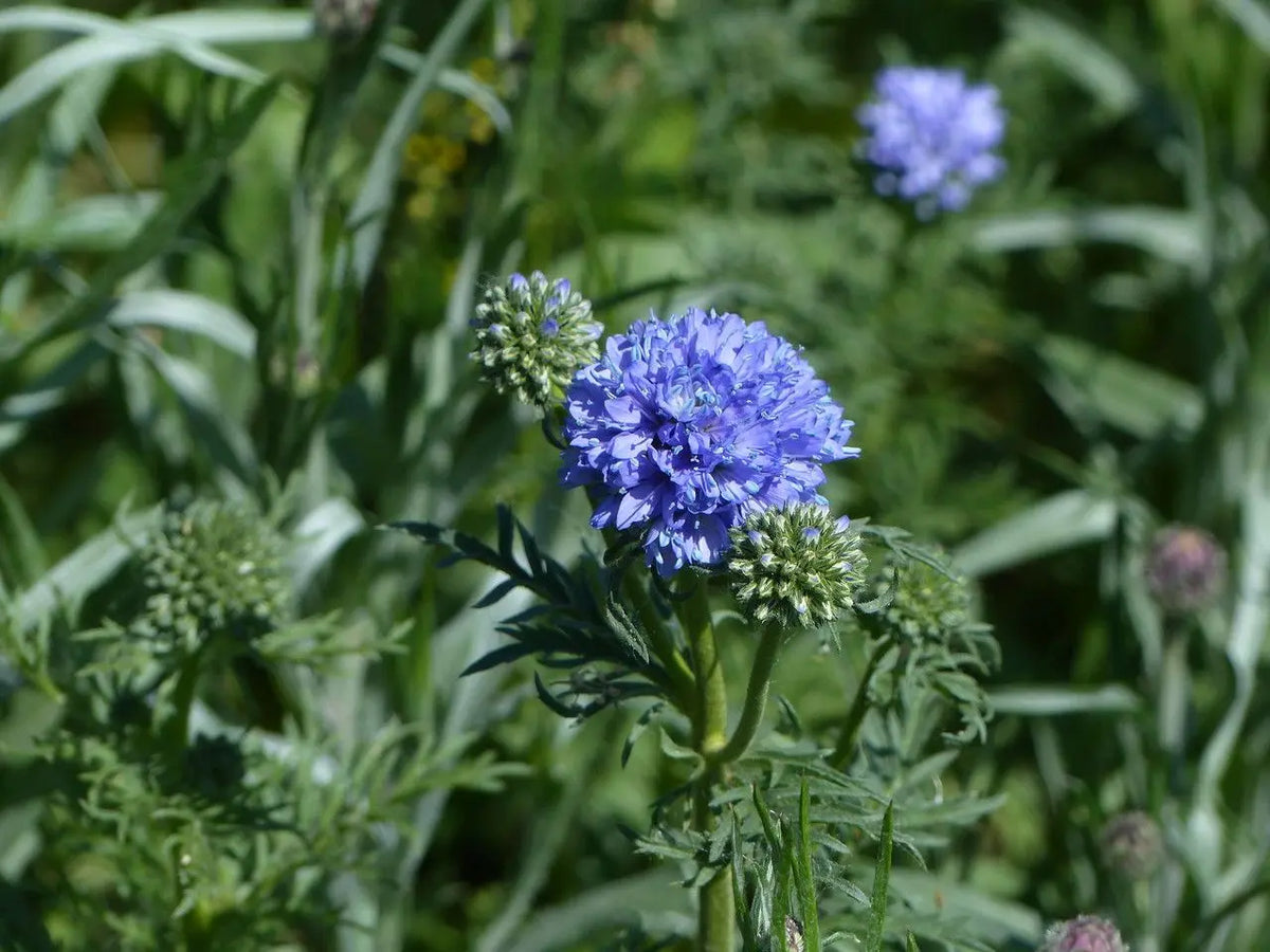 Globe (Globe Gilia) seeds for planting in home garden
