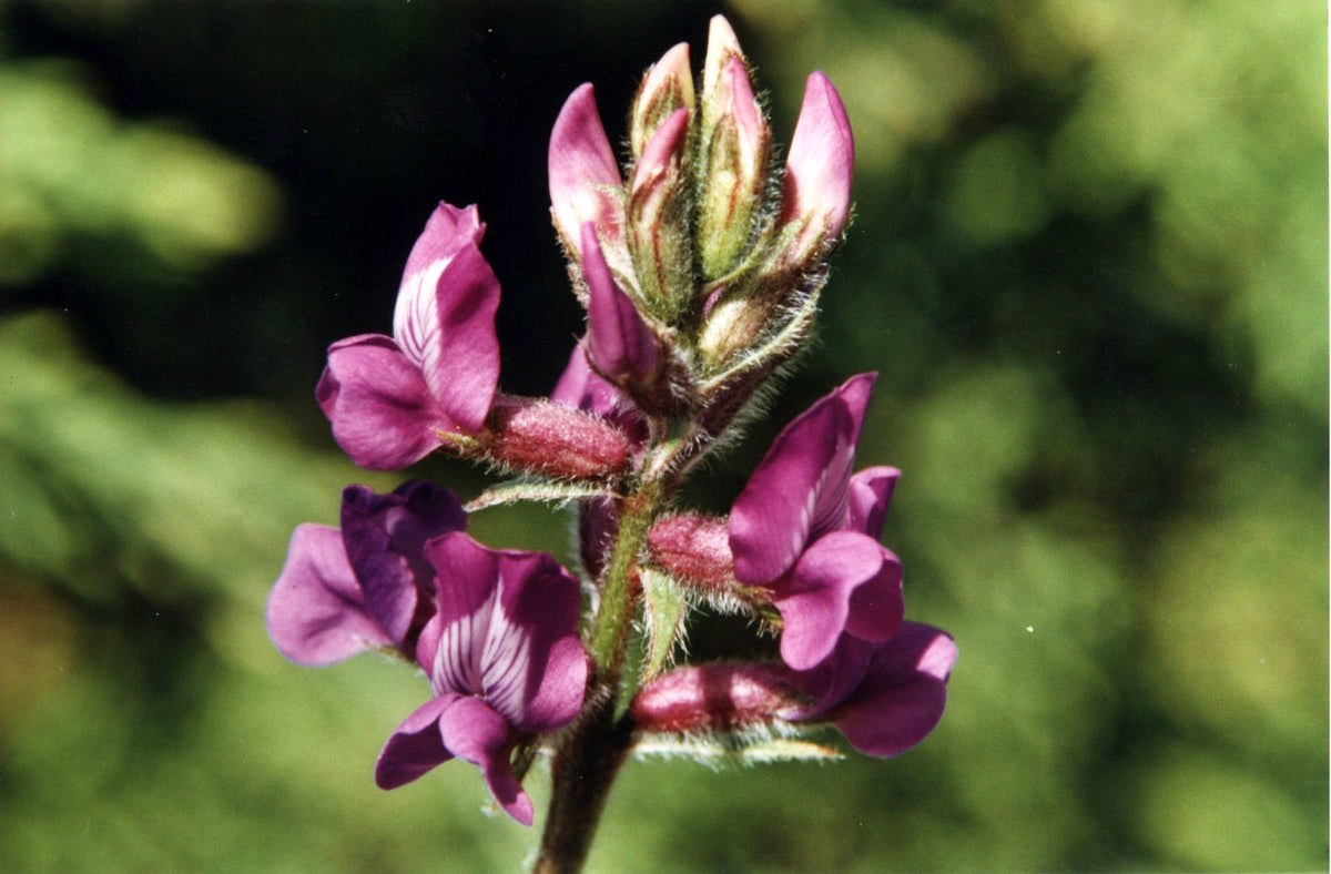Oxytropsis Lambertii Flower seeds for Planting Premium Quality Heirloom & GMO Free Seeds for Home Garden