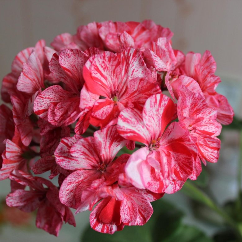 Orange White Geraniums Flower seeds for Planting Compact Growth, Heirloom & GMO Free Seeds for Home Garden vegetable and garden seeds