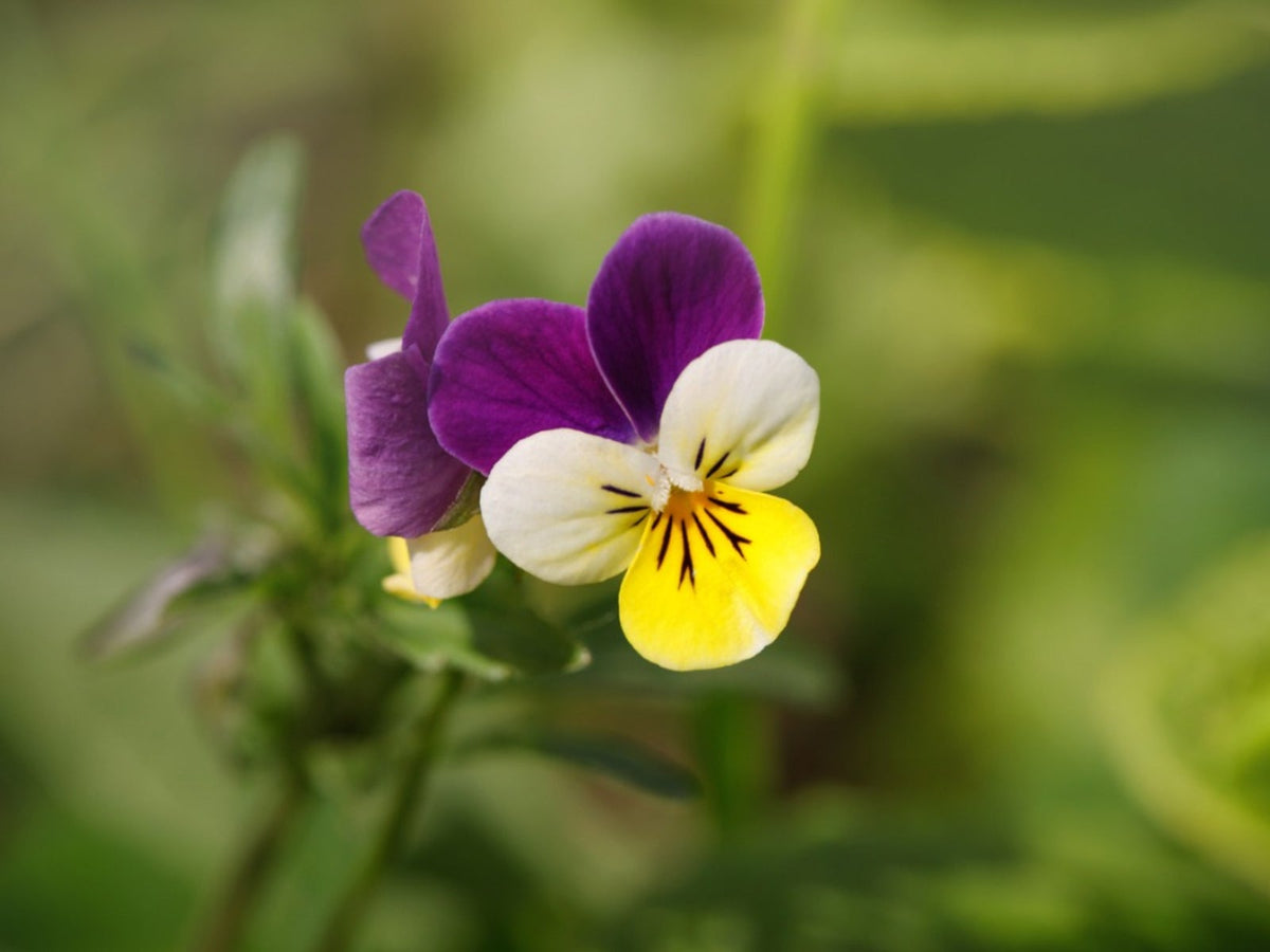 Johnny Jumpup Viola Flower seeds for Planting Colorful Display Heirloom & GMO Free Seeds for Home Garden 
 
 Sale