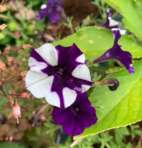 Premium Shock Wave Tie Dye Purple Petunia Flower seeds for Planting Shade Tolerant, Heirloom & GMO Free Seeds for Home Garden seeds