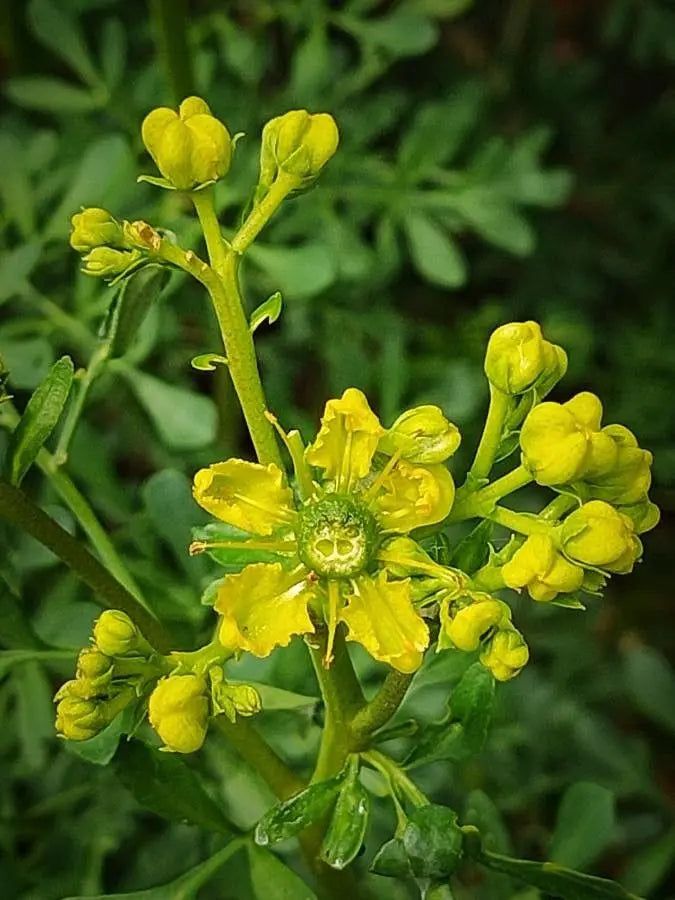 Ruta Flower seeds for Planting Premium Quality Heirloom & GMO Free Seeds for Home Garden