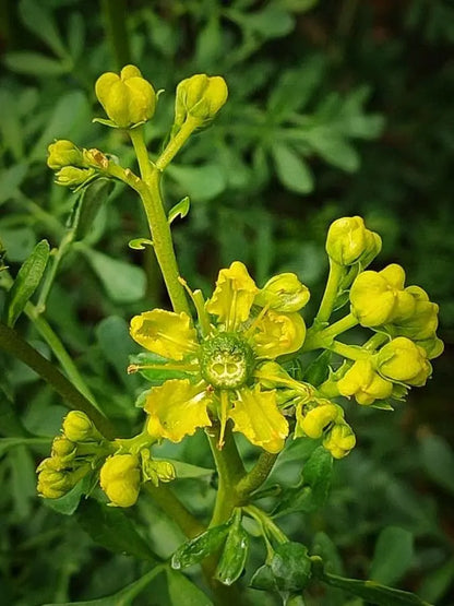 Ruta Graveolens Flower seeds for Planting Fragrant Blossoms Heirloom & GMO Free Seeds for Home Garden