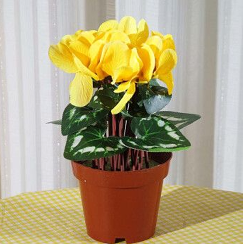 Light Yellow Cyclamen Flower seeds for Planting Cut Flower Favorite, Heirloom & GMO Free Seeds for Home Garden vegetable and garden seeds