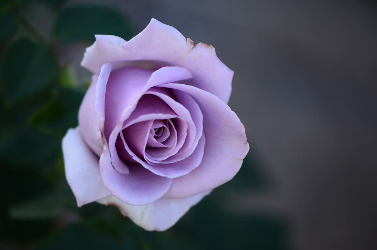 Sterling Silver Rose Flower seeds for Planting Sun Loving Heirloom & GMO Free Seeds for Home Garden
