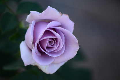 Sterling Silver Rose Flower seeds for Planting Sun Loving Heirloom & GMO Free Seeds for Home Garden