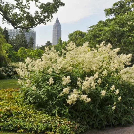 White Sumac Flower seeds for Planting Drought Tolerant, Heirloom & GMO Free Seeds for Home Garden vegetable and garden seeds