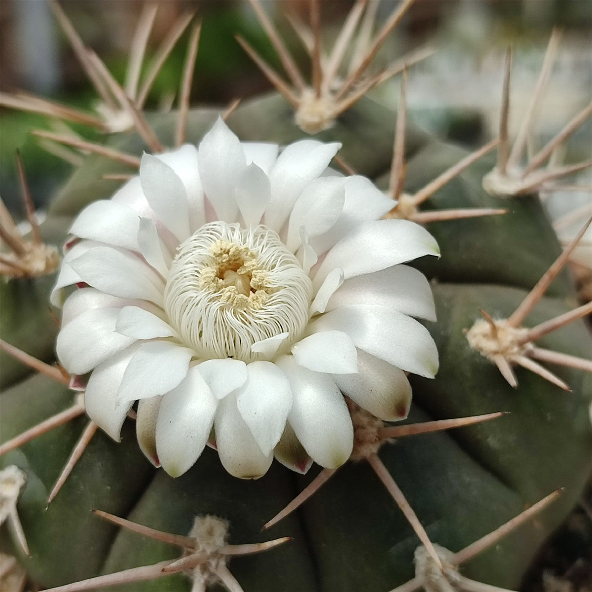 White Gymnocalycium Eurypleurum Flower seeds for Planting Drought Tolerant, Heirloom & GMO Free Seeds for Home Garden vegetable and garden seeds