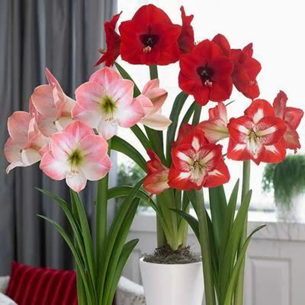 White Pink Hippeastrum Rutilum Flower seeds for Planting Perfect for Borders, Heirloom & GMO Free Seeds for Home Garden vegetable and garden seeds
