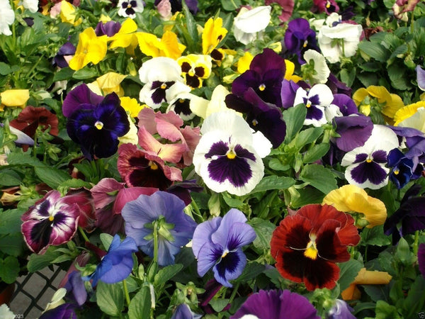 Johnny Jump Up (Viola tricolor) Seeds for Planting – Heirloom, Non-GMO, Mixed Colors, Annual
