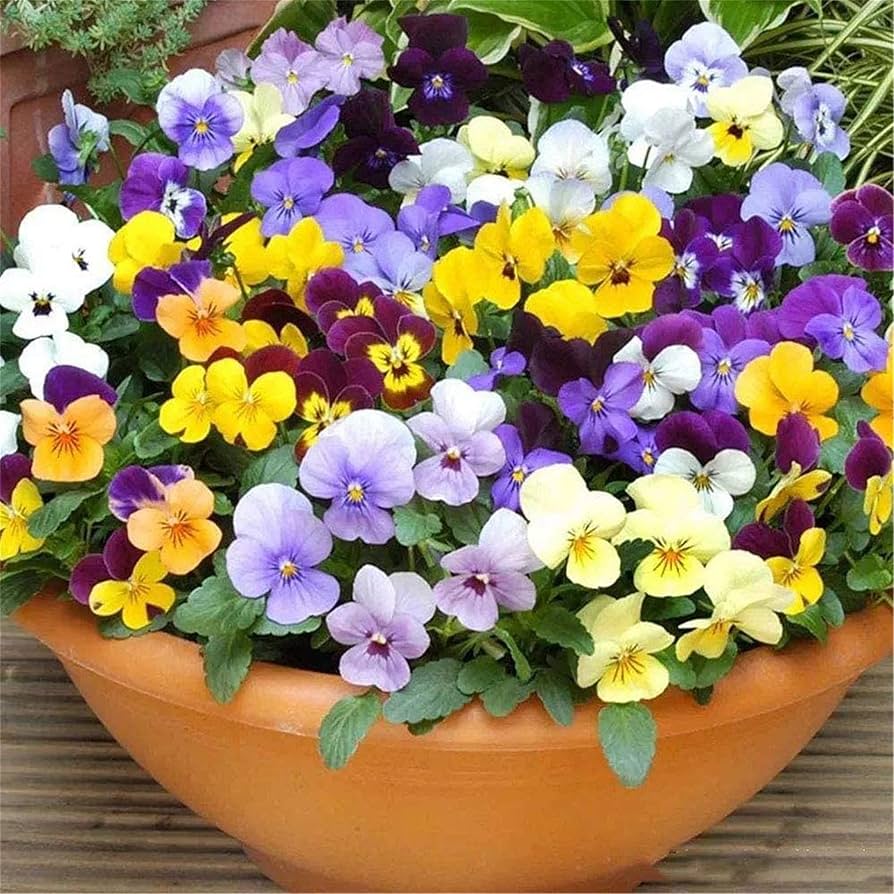 Johnny Jump Up (Viola tricolor) Seeds for Planting – Heirloom, Non-GMO, Mixed Colors, Annual