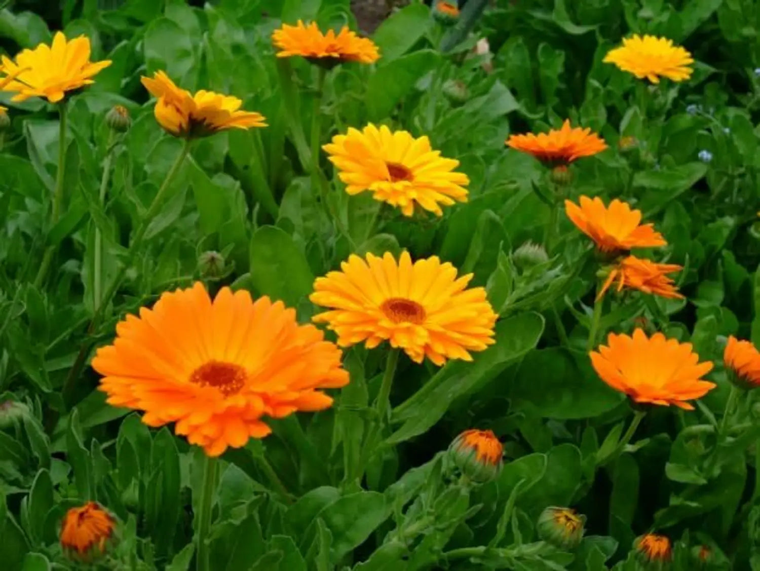 Premium Red Calendula Flower seeds for Planting Colorful Display, Heirloom & GMO Free Seeds for Home Garden seeds