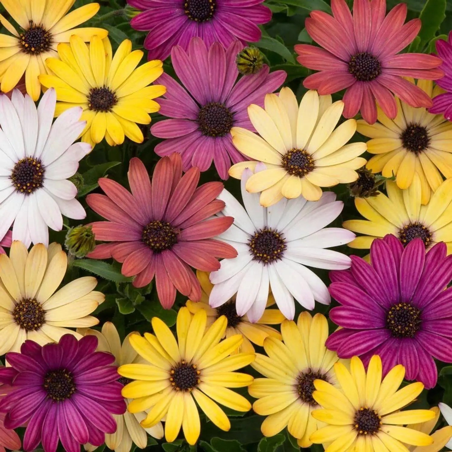 Premium Mixed Osteospermum Flower seeds for Planting Perfect for Borders, Heirloom & GMO Free Seeds for Home Garden seeds