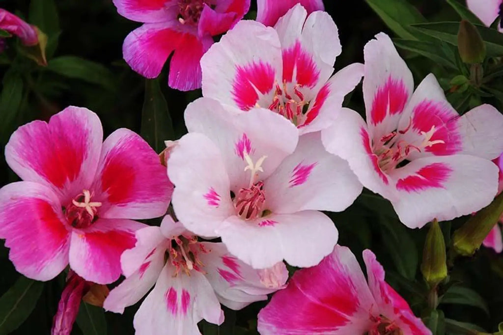 High quality Pink White Clarkia Flower seeds for Planting Shade Tolerant, Heirloom & GMO Free Seeds for Home Garden seeds pack