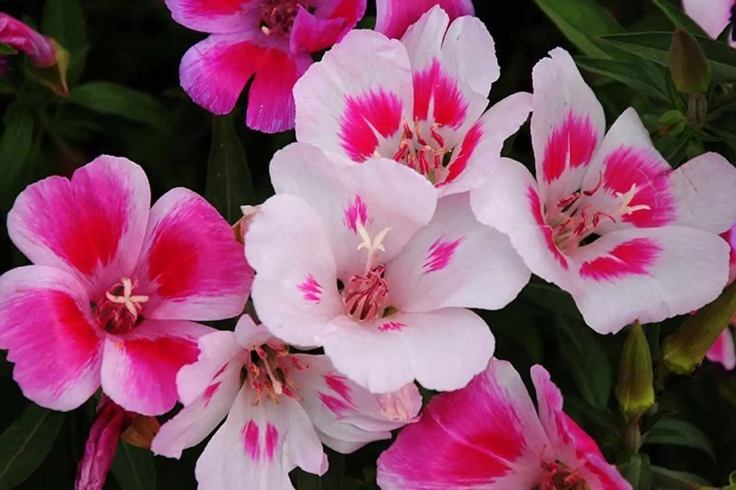 High quality Pink White Clarkia Flower seeds for Planting Shade Tolerant, Heirloom & GMO Free Seeds for Home Garden seeds pack