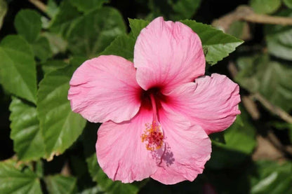 Heirloom Hibiscus Bonsai Flower seeds for Planting Bright Blooms Heirloom & GMO Free Seeds for Home Garden
