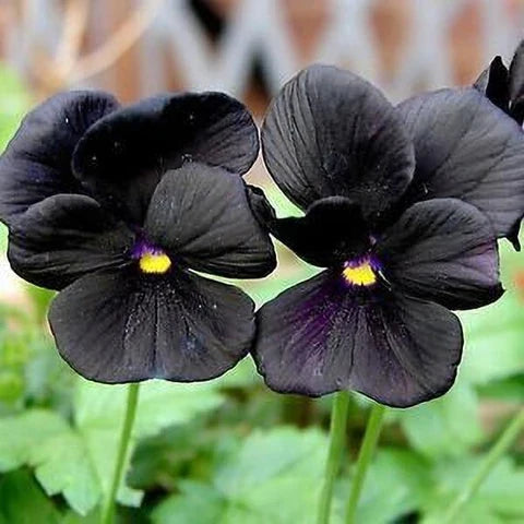 High quality Black Bougainvillea Flower seeds for Planting Low Maintenance, Heirloom & GMO Free Seeds for Home Garden seeds pack