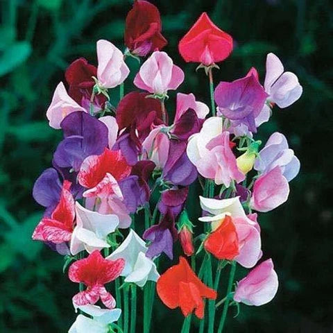 Odoratus Flower seeds for Planting Drought Tolerant, Heirloom & GMO Free Seeds for Home Garden vegetable and garden seeds