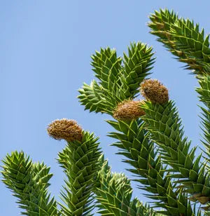 Brown Araucaria Seeds For Planting Plant Seeds