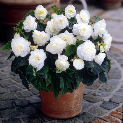 Begonia Flower seeds for Planting Low Maintenance Heirloom & GMO Free Seeds for Home Garden