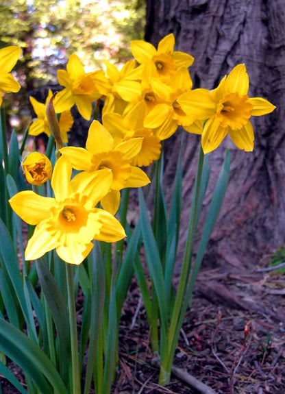 Heirloom Daffodil Narcissus Flower seeds for Planting Perfect for Borders Heirloom & GMO Free Seeds for Home Garden