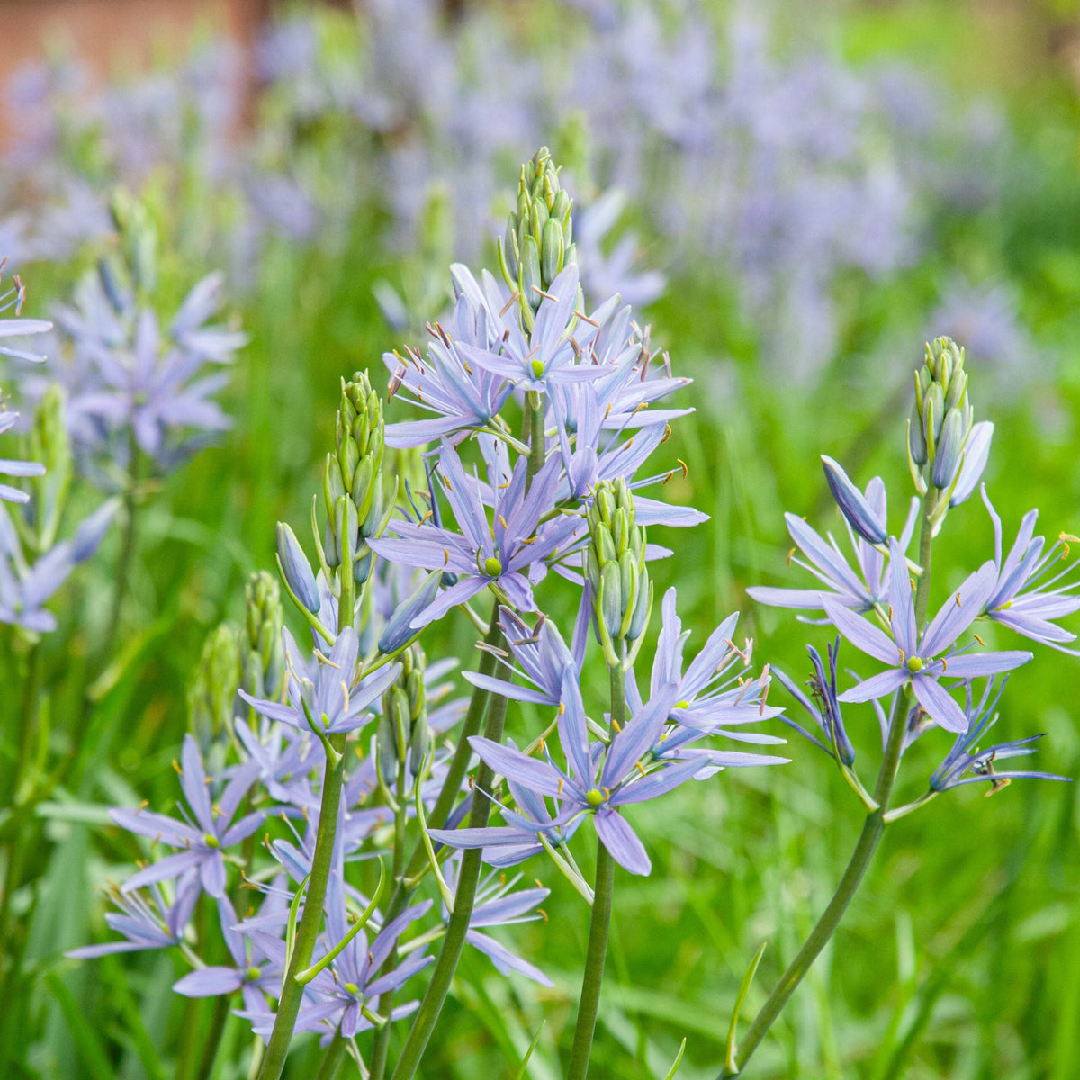 Camassia Flower seeds for Planting Cottage Garden Essential Heirloom & GMO Free Seeds for Home Garden