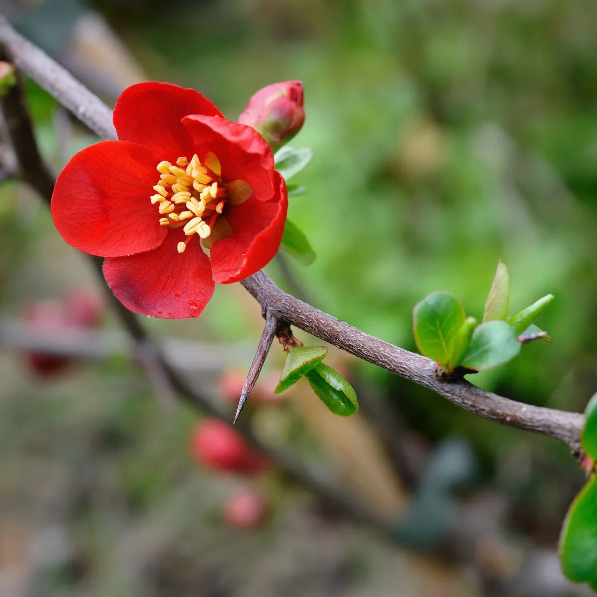 High quality Chaenomeles Flower seeds for Planting Cottage Garden Essential, Heirloom & GMO Free Seeds for Home Garden seeds pack