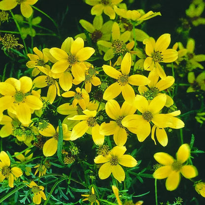 Bidens Golden Eye Flower seeds for Planting Hardy Variety Heirloom & GMO Free Seeds for Home Garden