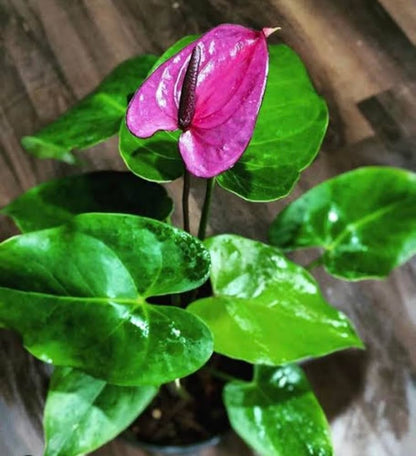Anthurium flower seeds - Flower seeds for Planting - Easy to Grow, Heirloom & GMO Free Seeds for Home Garden