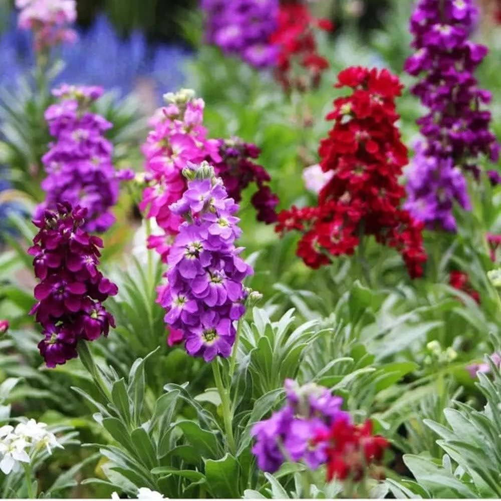 High quality Mixed Matthiola Incana Flower seeds for Planting Fragrant Blossoms, Heirloom & GMO Free Seeds for Home Garden seeds pack