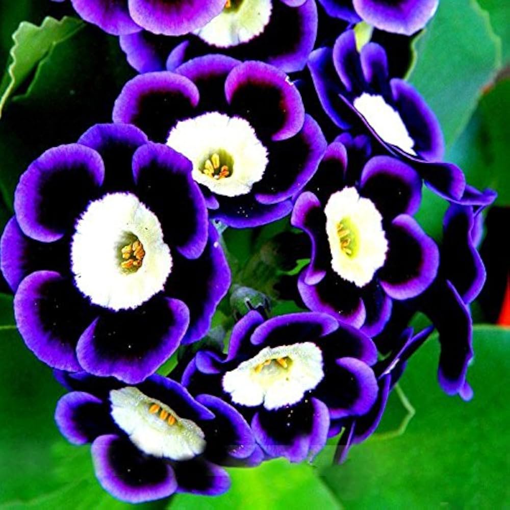 Blue Phantom Petunia Seeds – Heirloom Non-GMO Long Bloom Flowers for Home Garden Planting