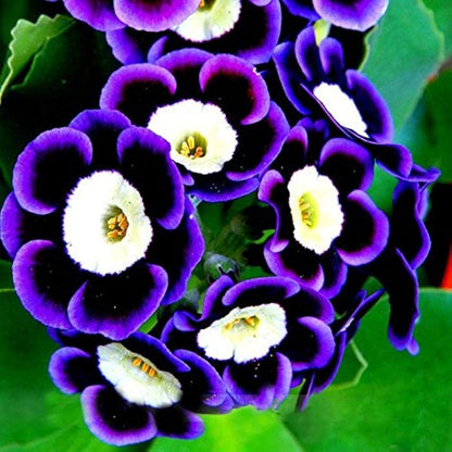 Blue Phantom Petunia Seeds – Heirloom Non-GMO Long Bloom Flowers for Home Garden Planting
