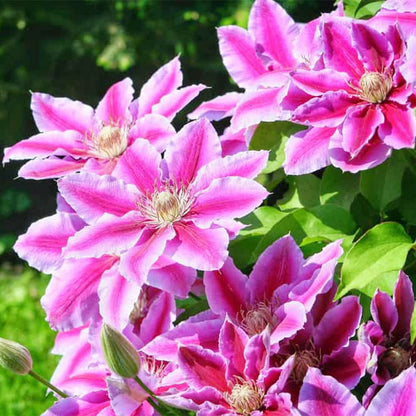 Perennial Vine Climbing Flower seeds for Planting - Cottage Garden Essential, Heirloom & GMO Free Seeds for Home Garden
