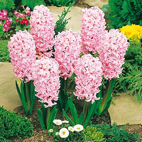 Premium Baby Pink Hyacinth Flower seeds for Planting Shade Tolerant, Heirloom & GMO Free Seeds for Home Garden seeds