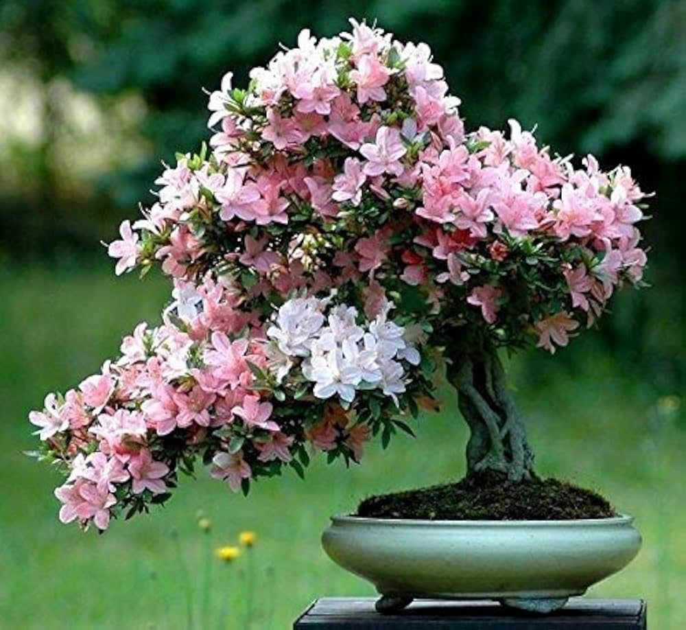 Pink White Simsii Bonsai Seeds Flower seeds for Planting Cut Flower Favorite Heirloom & GMO Free Seeds for Home Garden