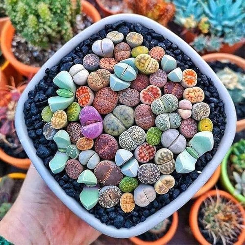Lithops Succulent Flower seeds for Planting - Sun Loving, Heirloom & GMO Free Seeds for Home Garden